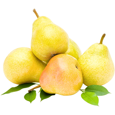 تولید پودر گلابی